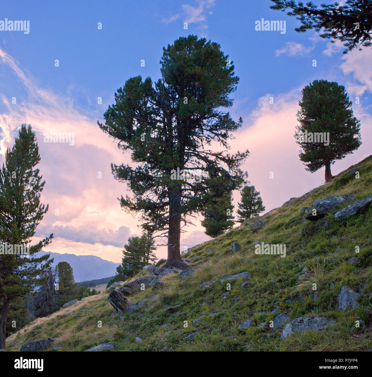 Swiss stone pines at the tree line, Pinus cembra, Tyrol, Austria, Alps Stock Photo