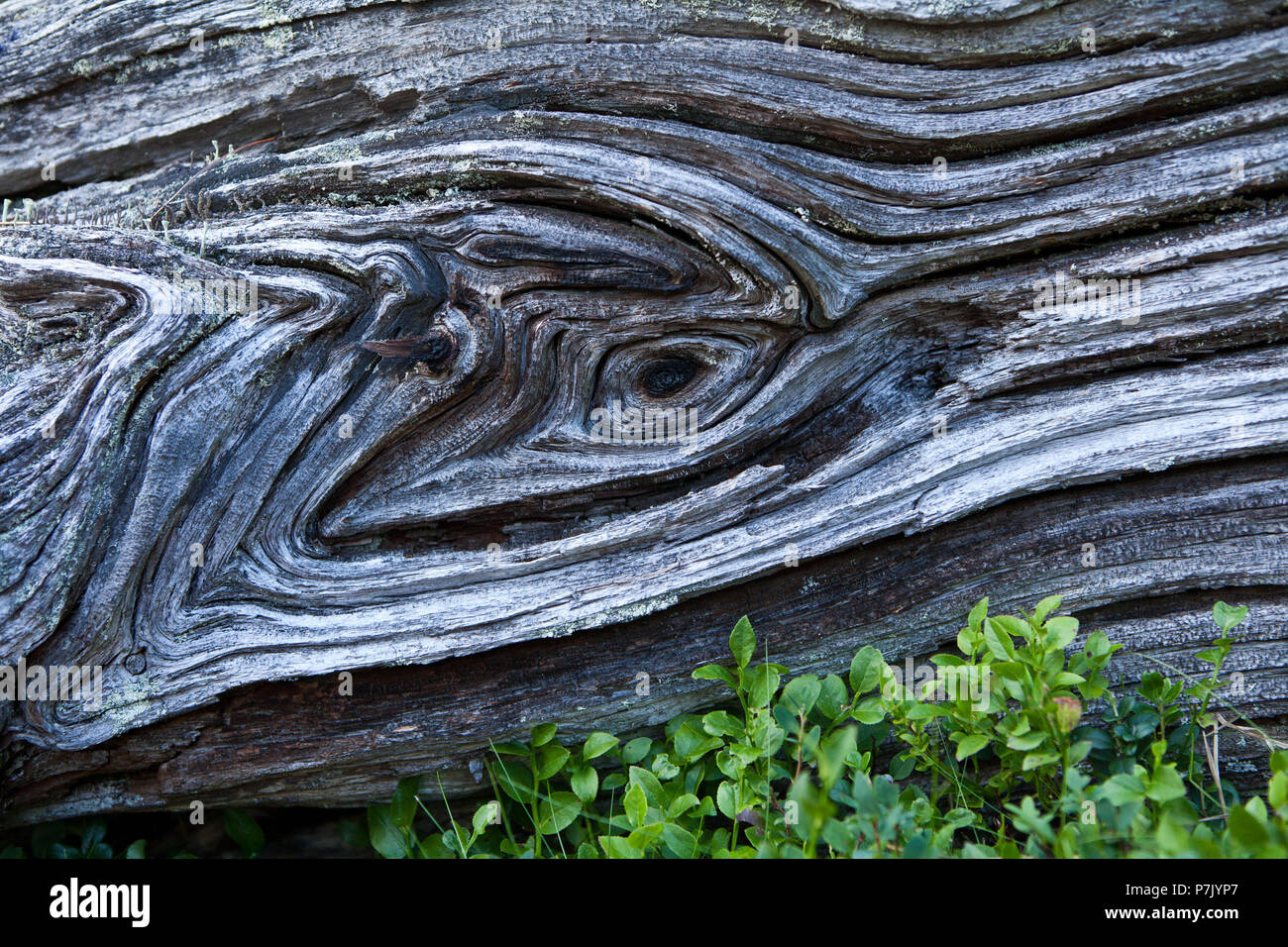 Swiss stone pine wood, weathered root Stock Photo