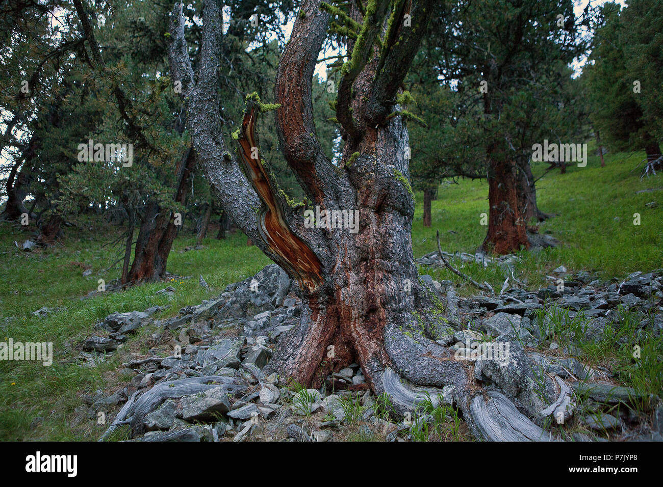 pristine Swiss stone pine, Pinus cembra Stock Photo