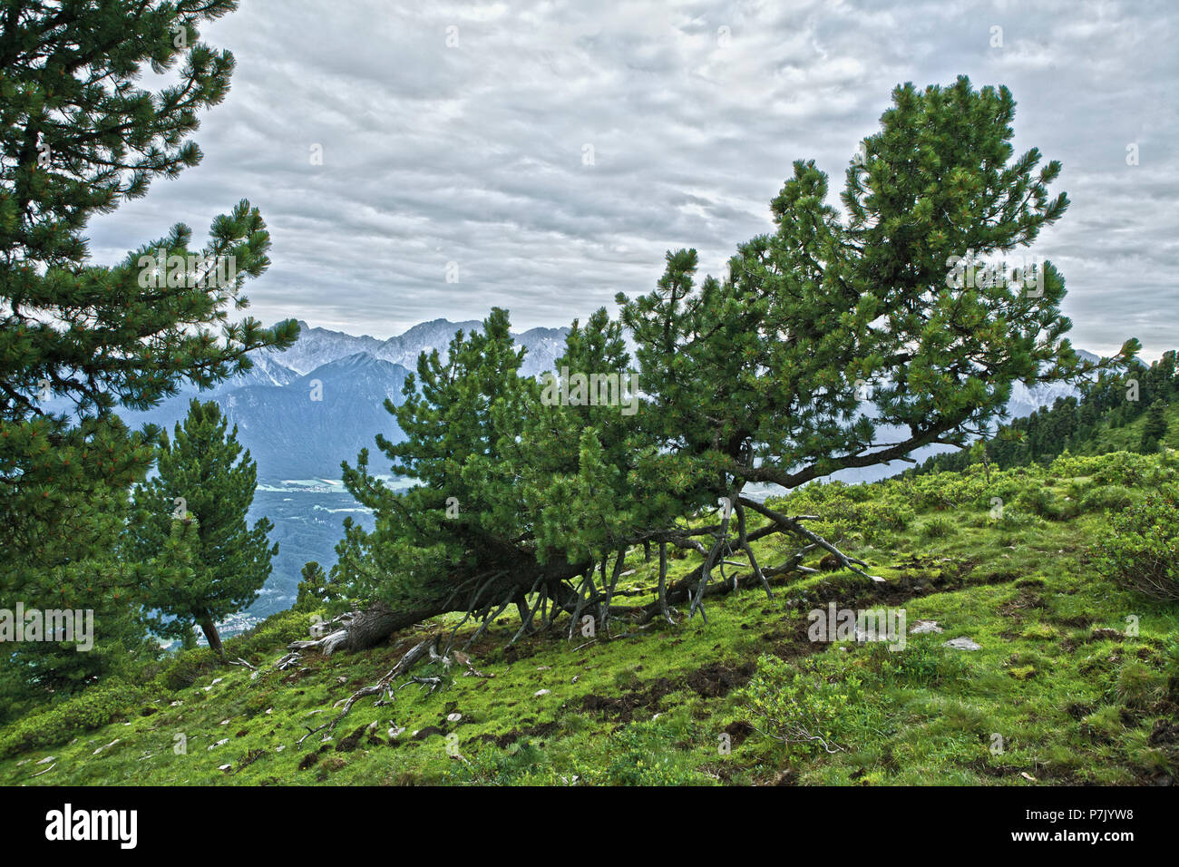 Austria, Tyrol, Oberinntal, Swiss stone pine on the Feldringalm Stock Photo