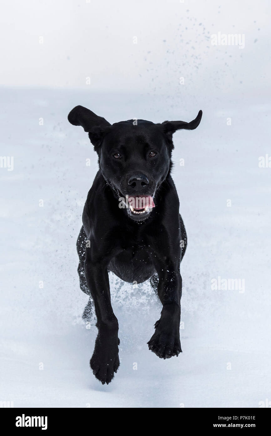 Black Labrador running with flying ears through the snow to the viewer, Stock Photo