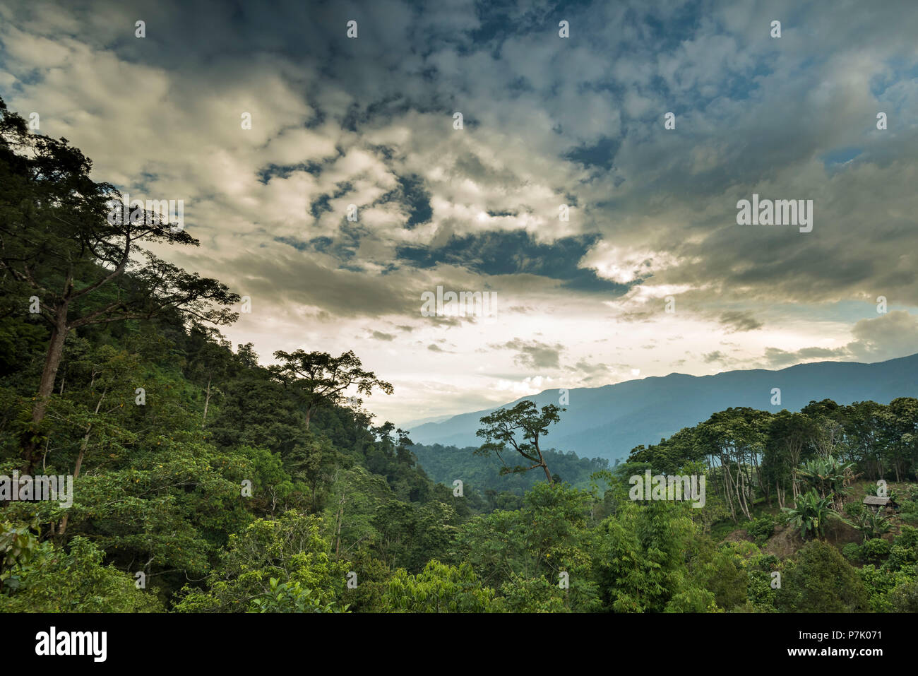 The border between Gunung Leuser National Park and farmland, Stock Photo