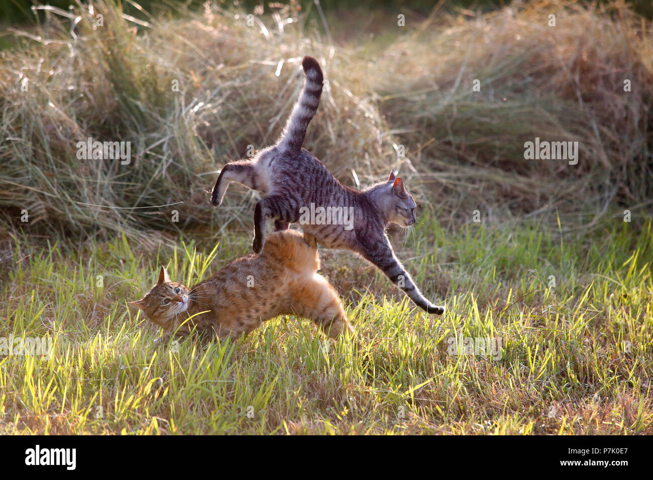 Domestic cats playing amongst cut grass. Stock Photo
