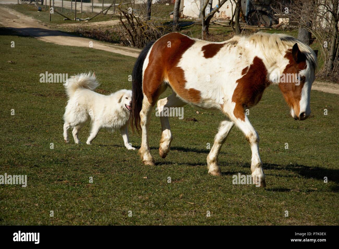 Horse and white big dog in the meadow Stock Photo - Alamy