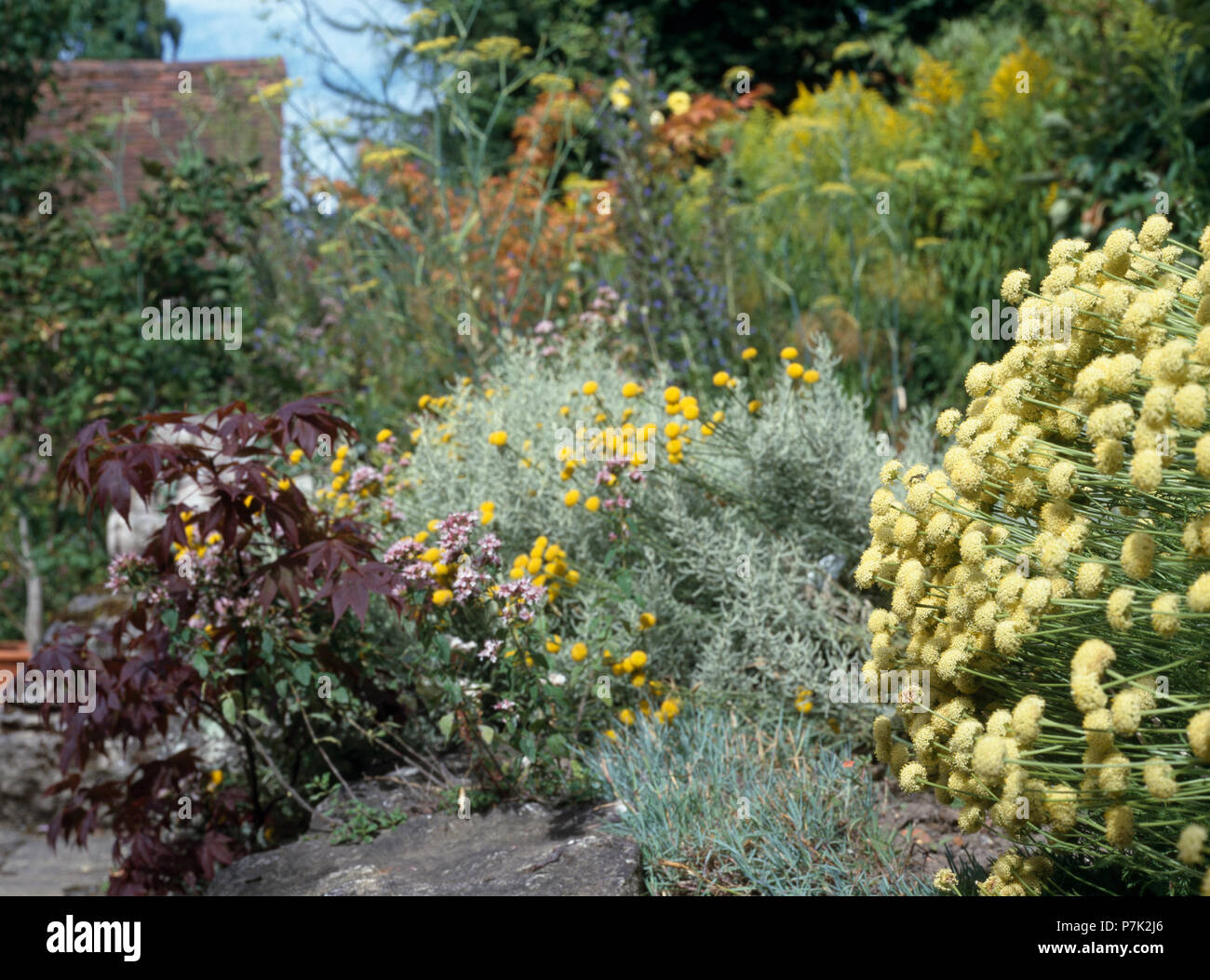 Yellow helichrysum in summer border in country garden Stock Photo