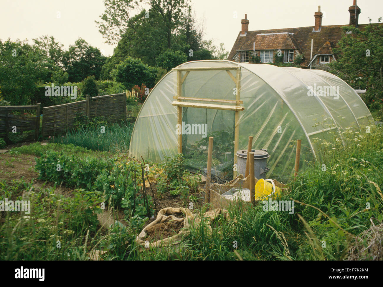 Corner of a garden with peas and onions , a poly tunnel and a view of the back of manor house
