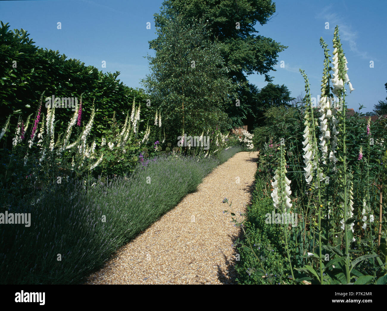Gravel path through lavender borders in large country garden in summer Stock Photo