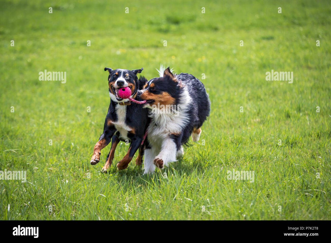 two young dogs playing together on the meadow Stock Photo - Alamy