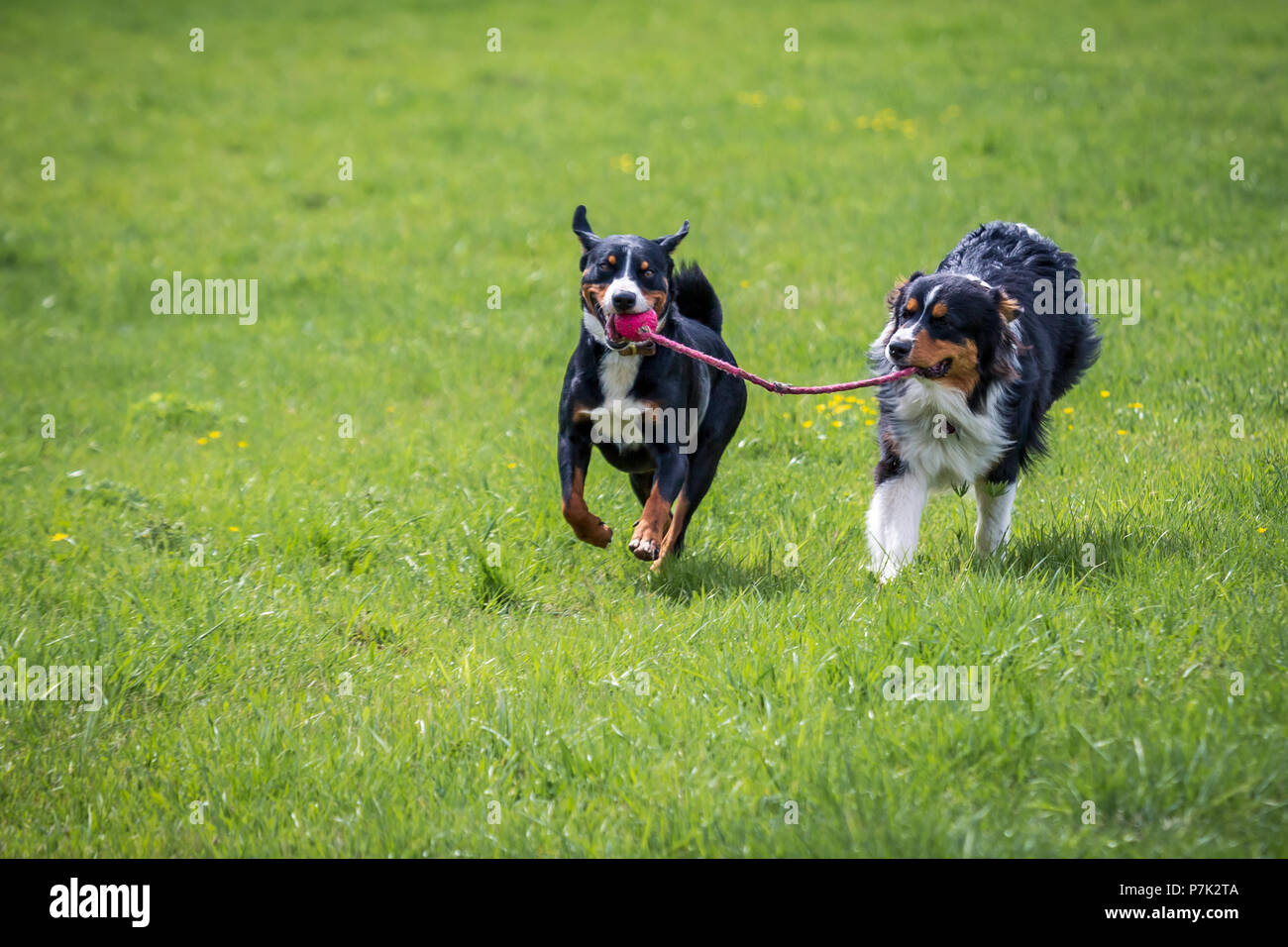 two young dogs playing together on the meadow Stock Photo - Alamy