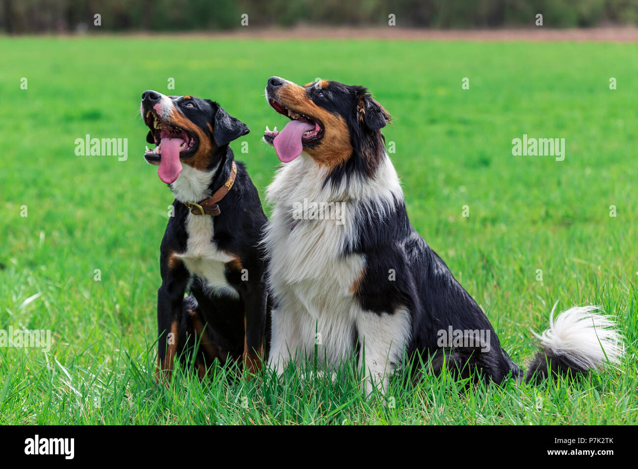 two young dogs playing together on the meadow Stock Photo - Alamy