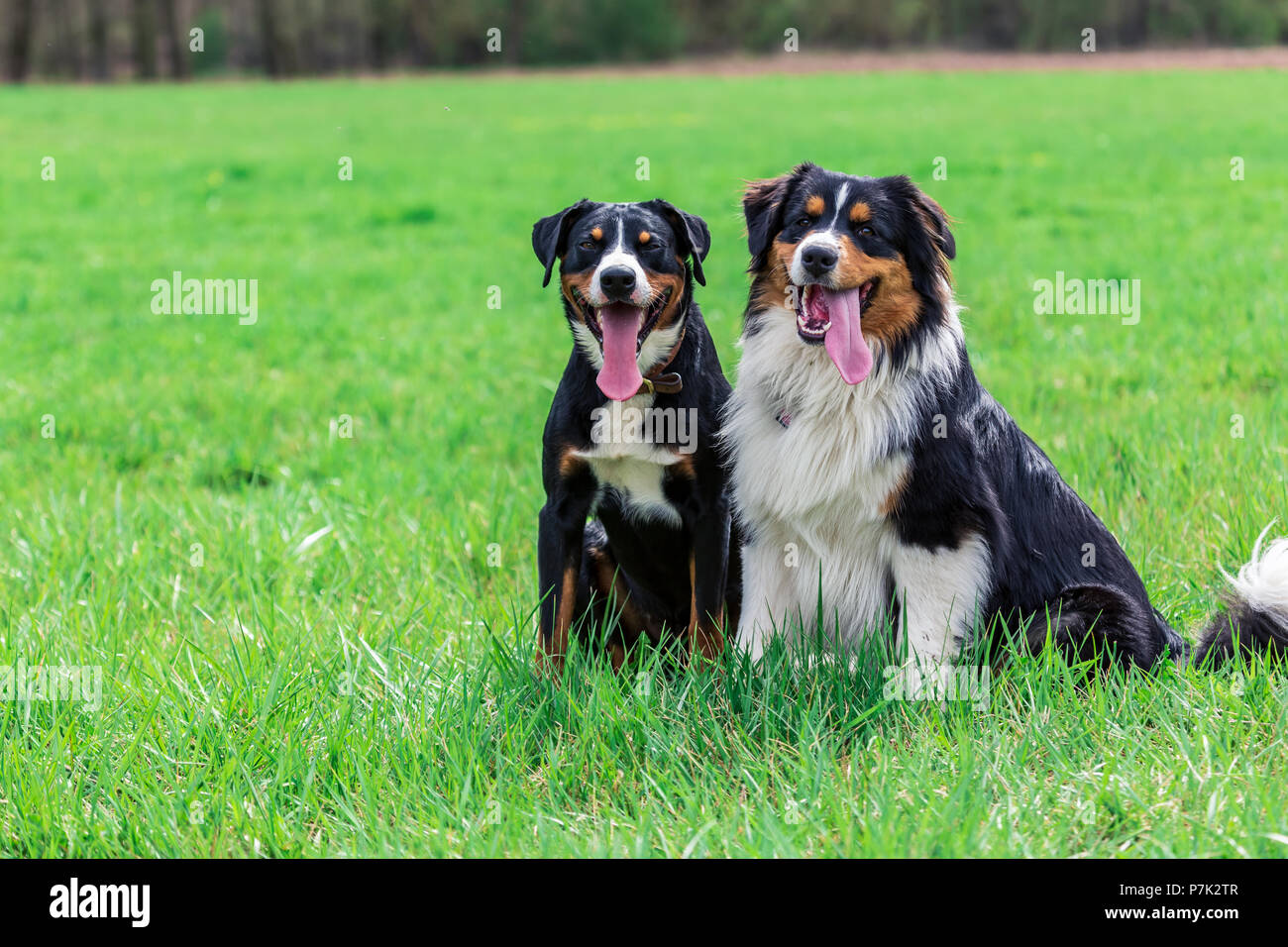 two young dogs playing together on the meadow Stock Photo - Alamy