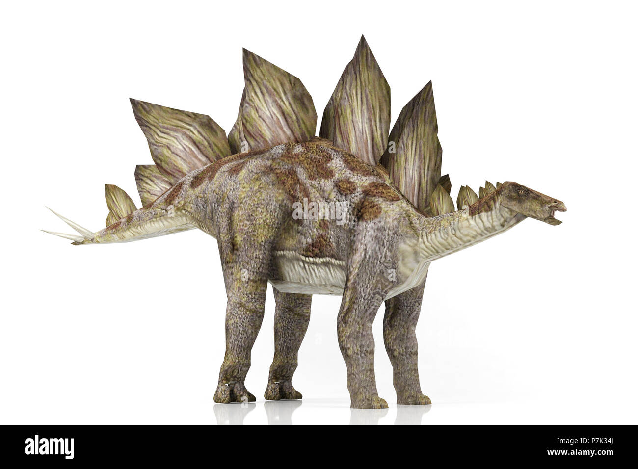 Stegosaurus isolated on white background, 3D rendering Stock Photo