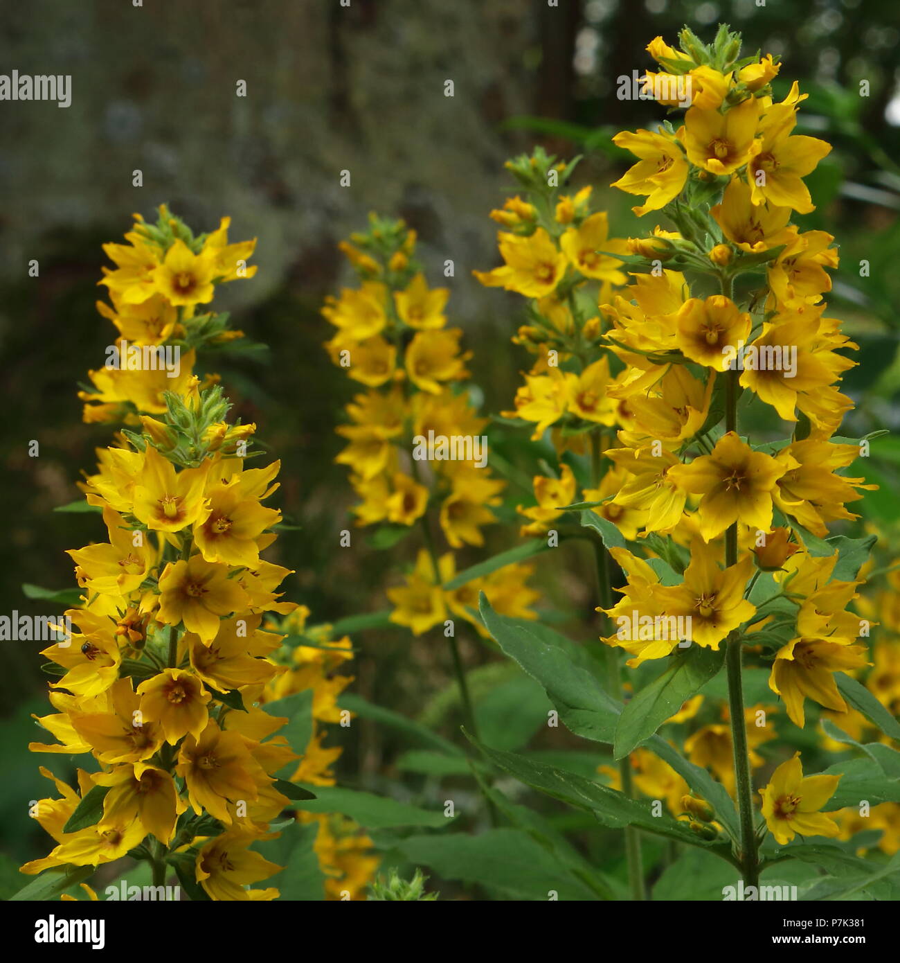 Rich yellow perennial flower, large yellow loosestrife, in full bloom. Stock Photo