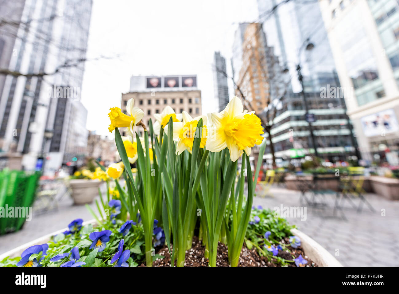 Macro closeup of spring daffodil urban yellow flowers in New York City