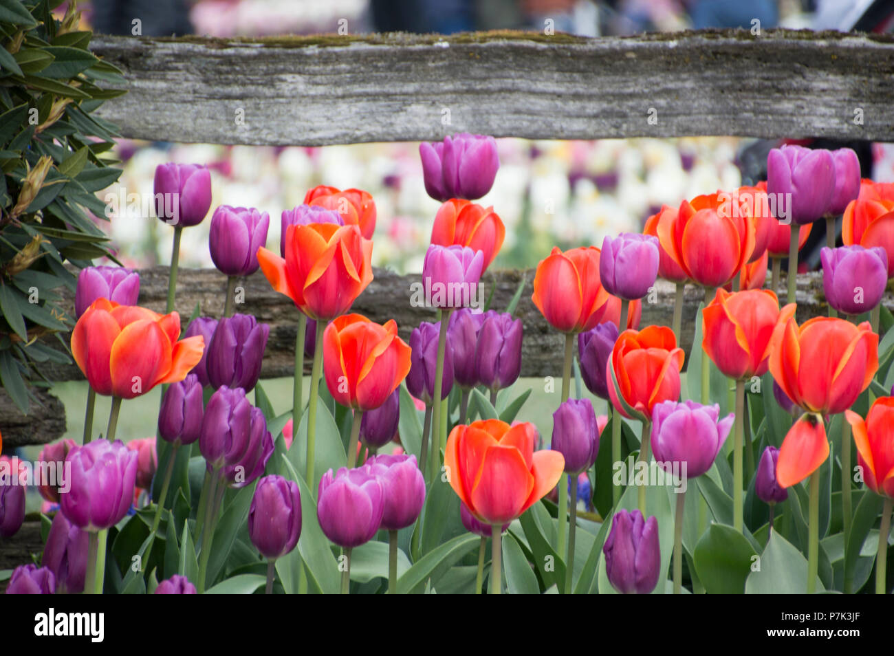 Tulips on display in the Skagit Valley of western Washington State at Roozengaardes Display and Bulb farm. Stock Photo