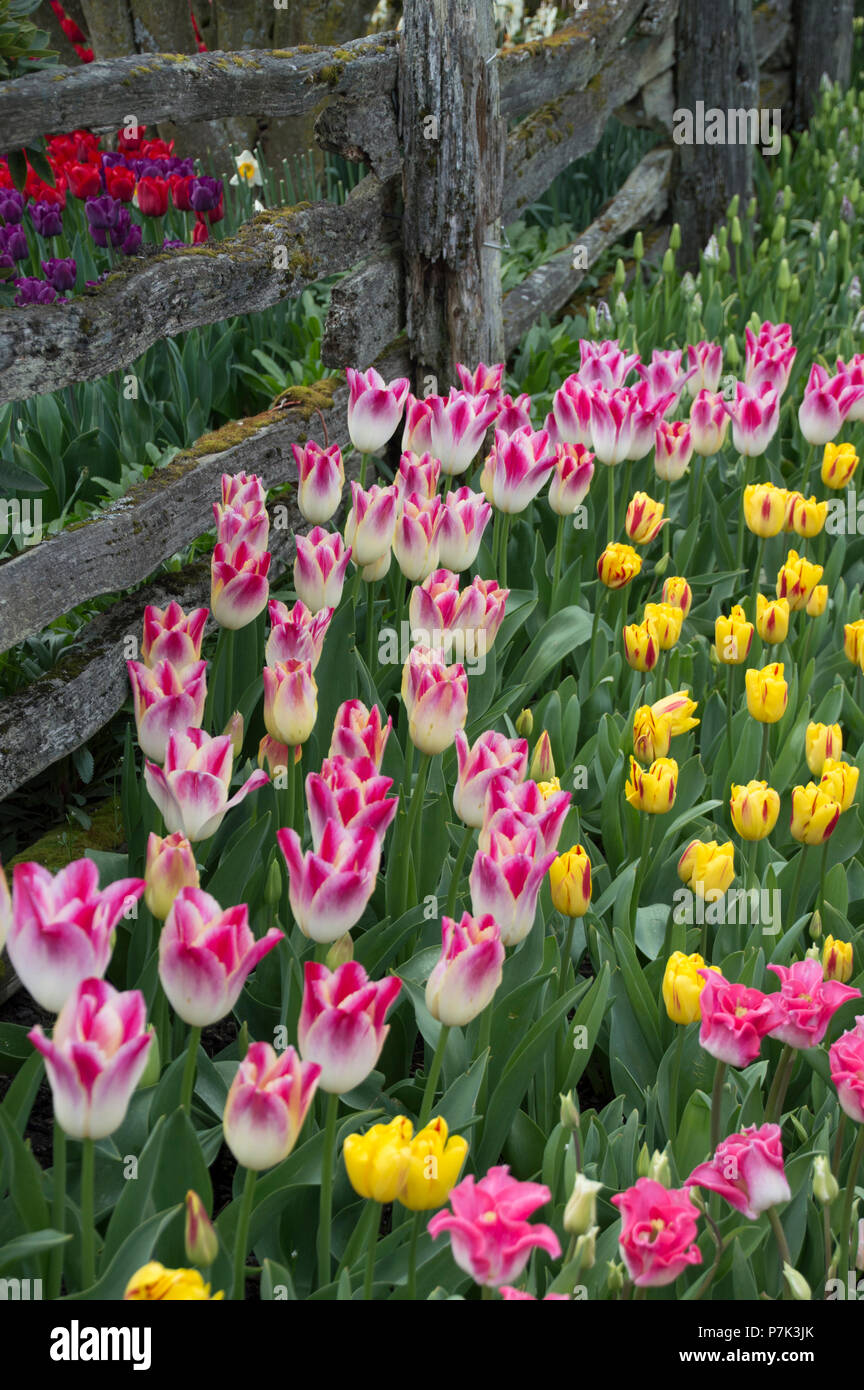 Tulips on display in the Skagit Valley of western Washington State at
