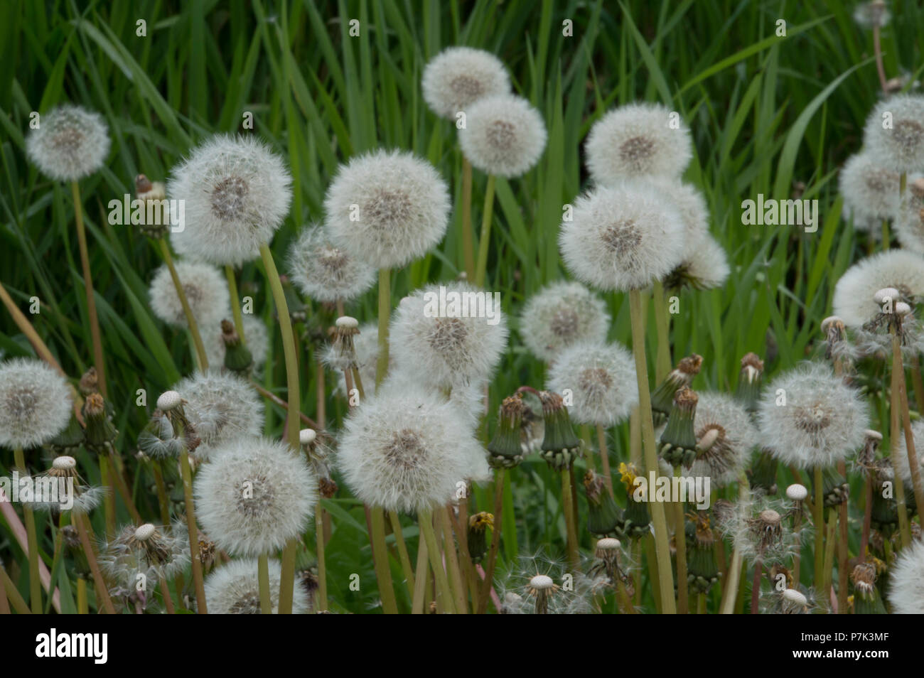 Dandelion stalks growing in a wet land in Kirkland,Washington. Stock Photo