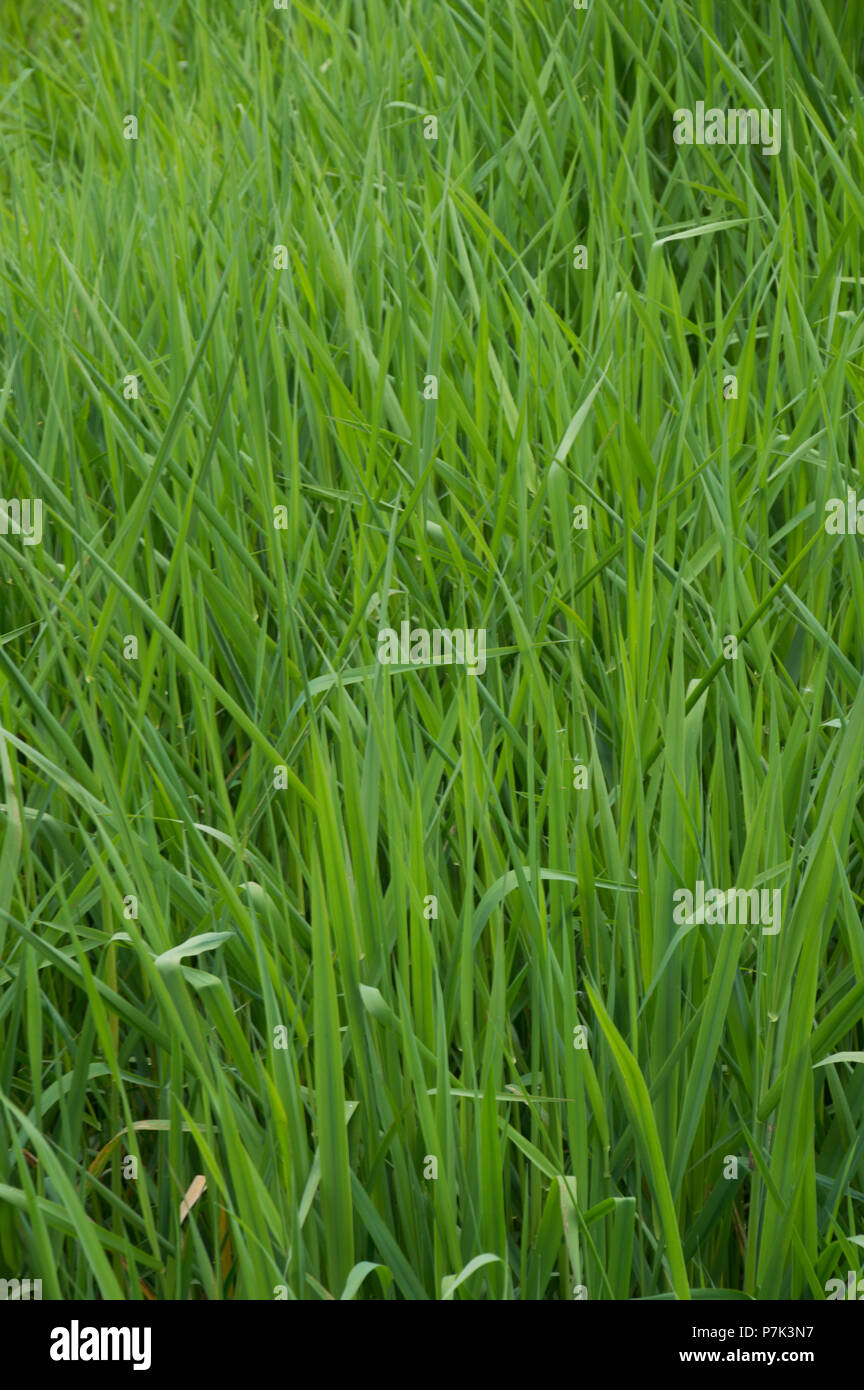 Grass in a wet land in Monroe,Washington as part of a wildlife wet land area. Stock Photo
