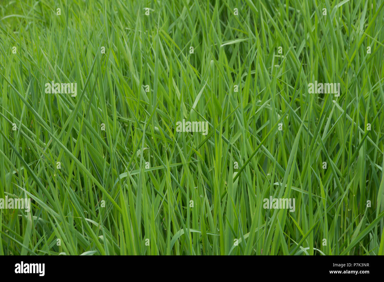 Grass in a wet land in Monroe,Washington as part of a wildlife wet land area. Stock Photo