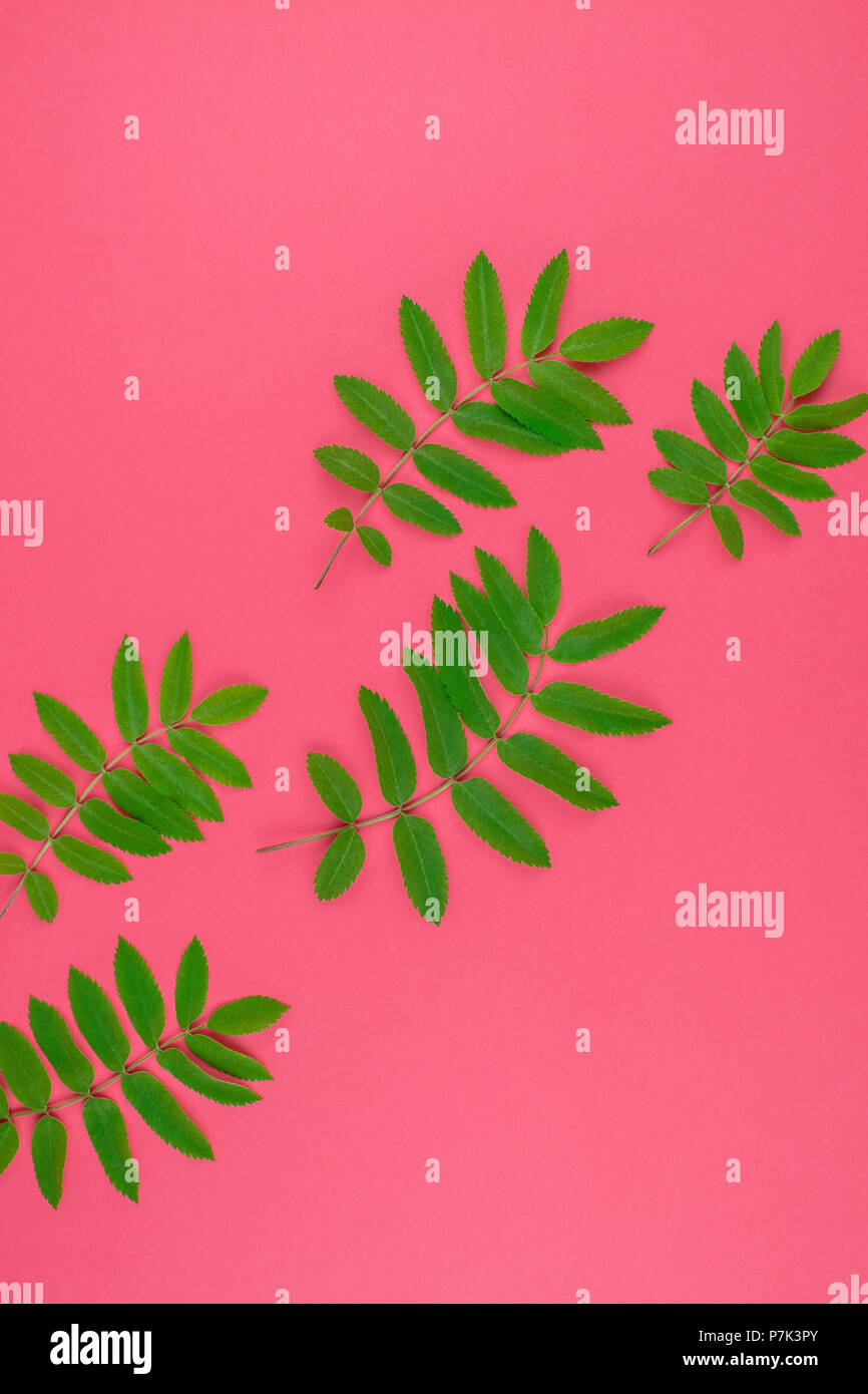 Creative flat lay top view pattern with fresh green rowan tree leaves ...