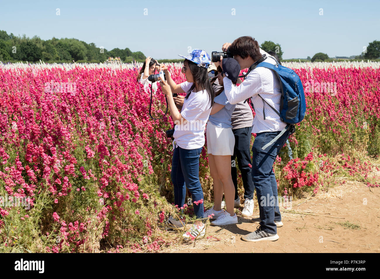 Asain tourists taking photographs amongst the Delphiniums at the Real Flower Petal Confetti company flower fields in Wick, Pershore, UK Stock Photo