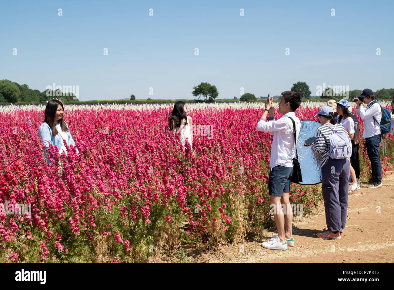 Asain tourists taking photographs amongst the Delphiniums at the Real Flower Petal Confetti company flower fields in Wick, Pershore, UK Stock Photo