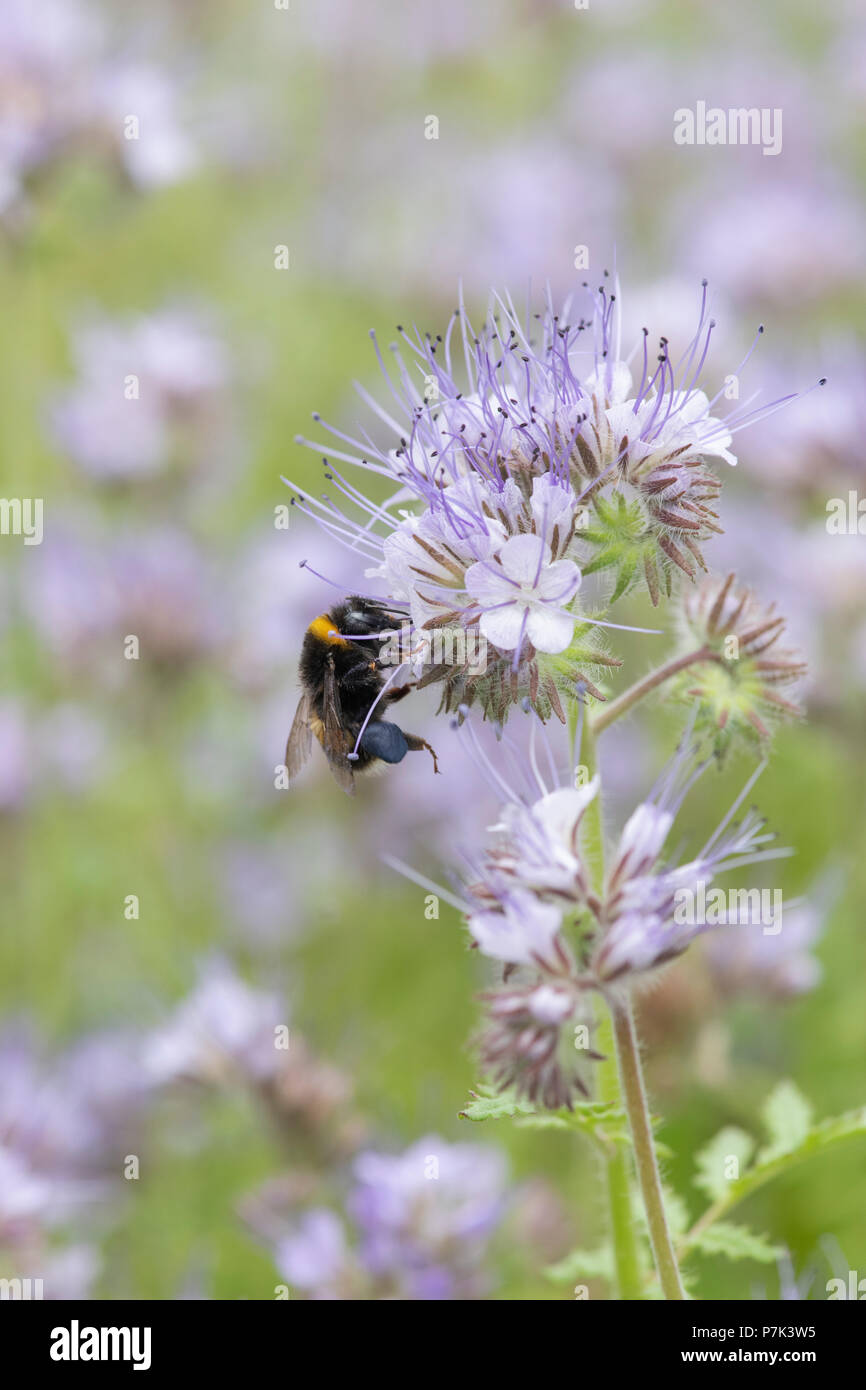 Phacelia Tanacetifolia and Bombus lucorum. A white-tailed bumblebee on Fiddleneck flowers Stock Photo