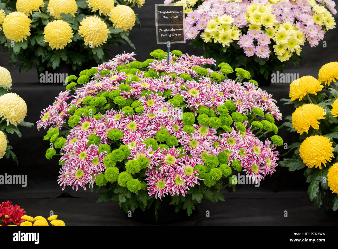Chrysanthemum flower display inside the floral marquee at RHS Hampton court flower show 2018. London Stock Photo