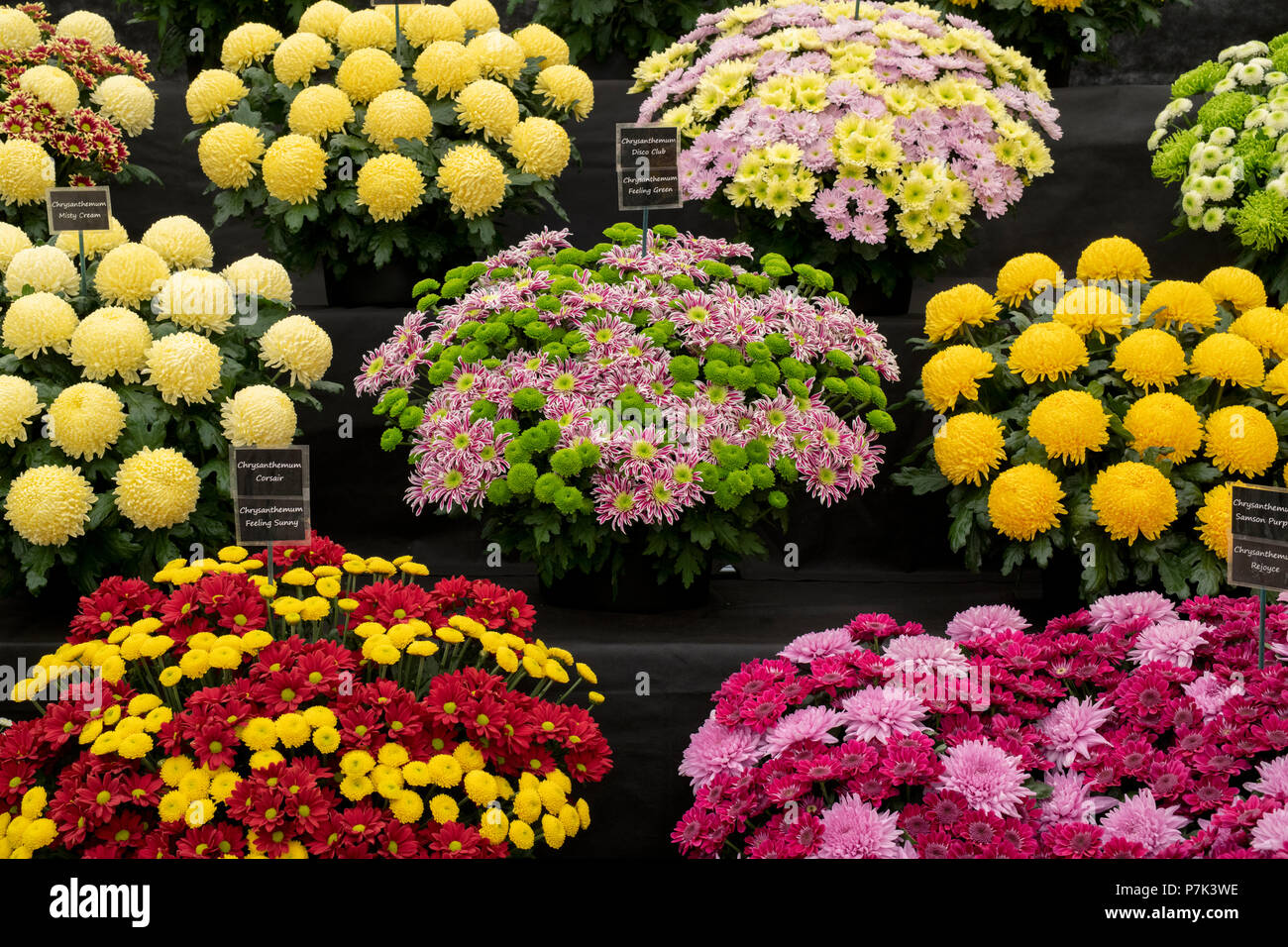 Chrysanthemum cut flowers hires stock photography and images Alamy