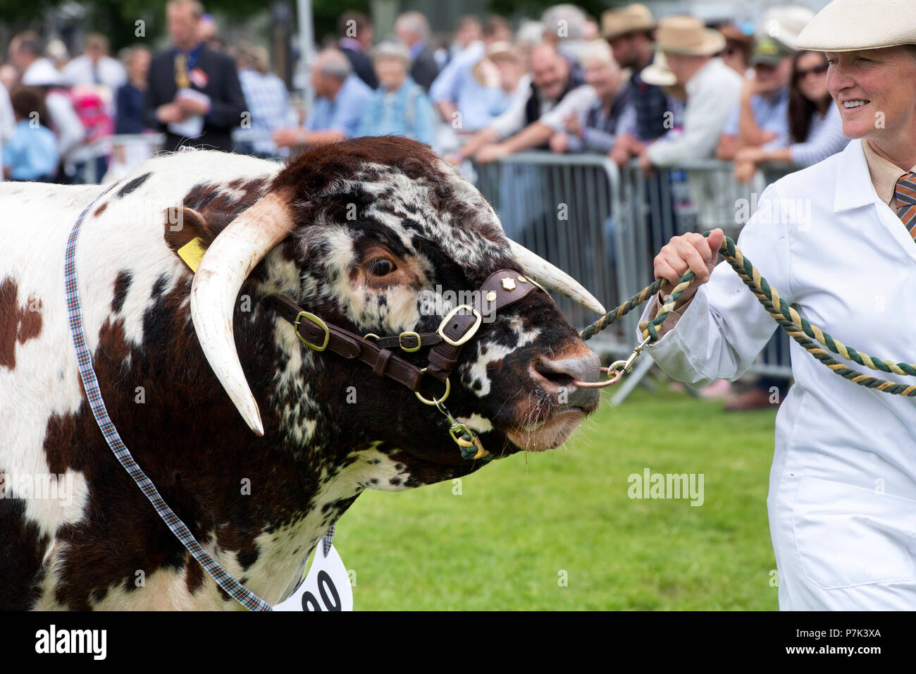 Bos primigenius. English Longhorn bull at an Agricultural show. UK Stock Photo