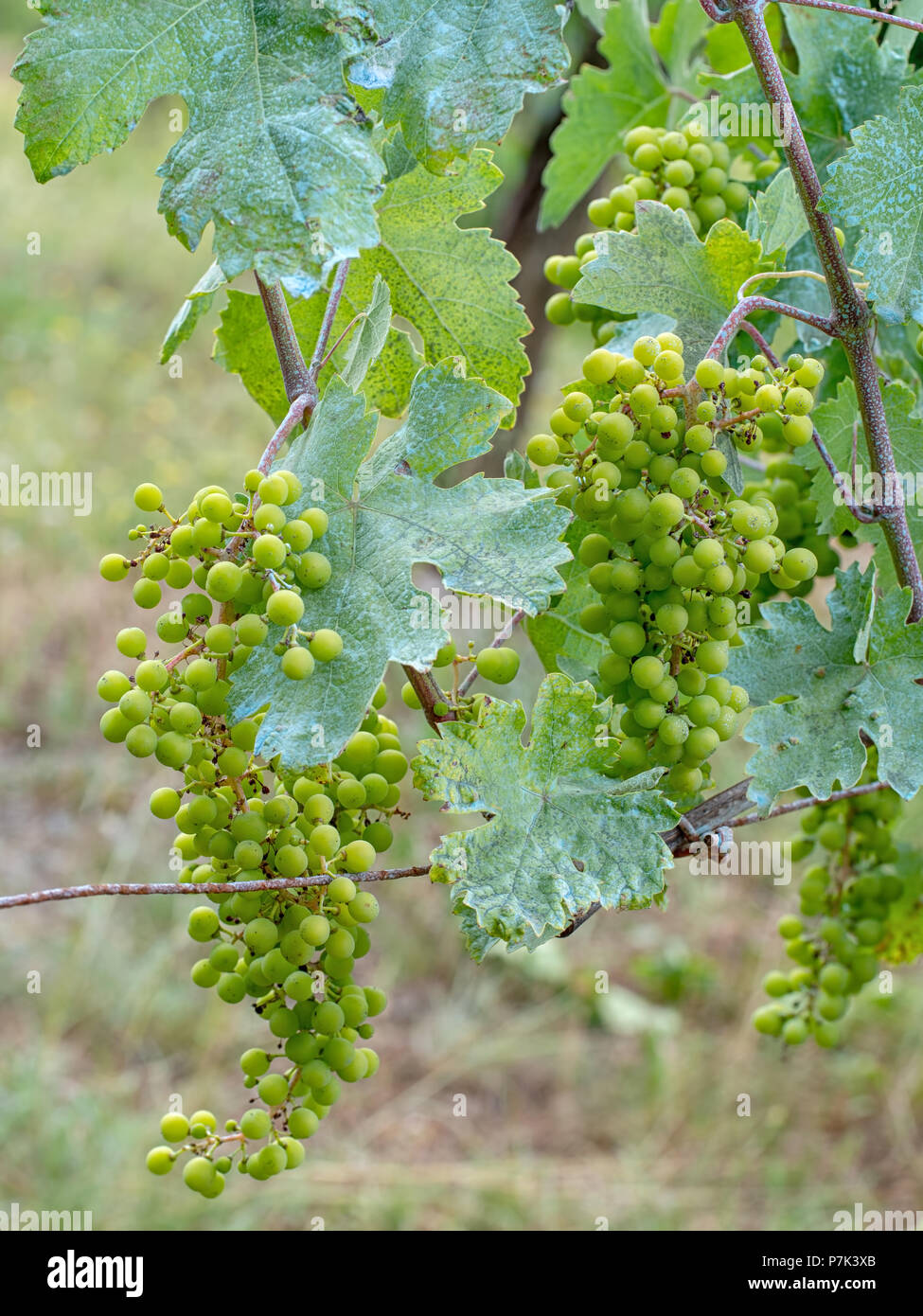 Grapevine, blue due to copper sulphate fungicide aka Bordeaux mixture. Organic, apparently Stock
