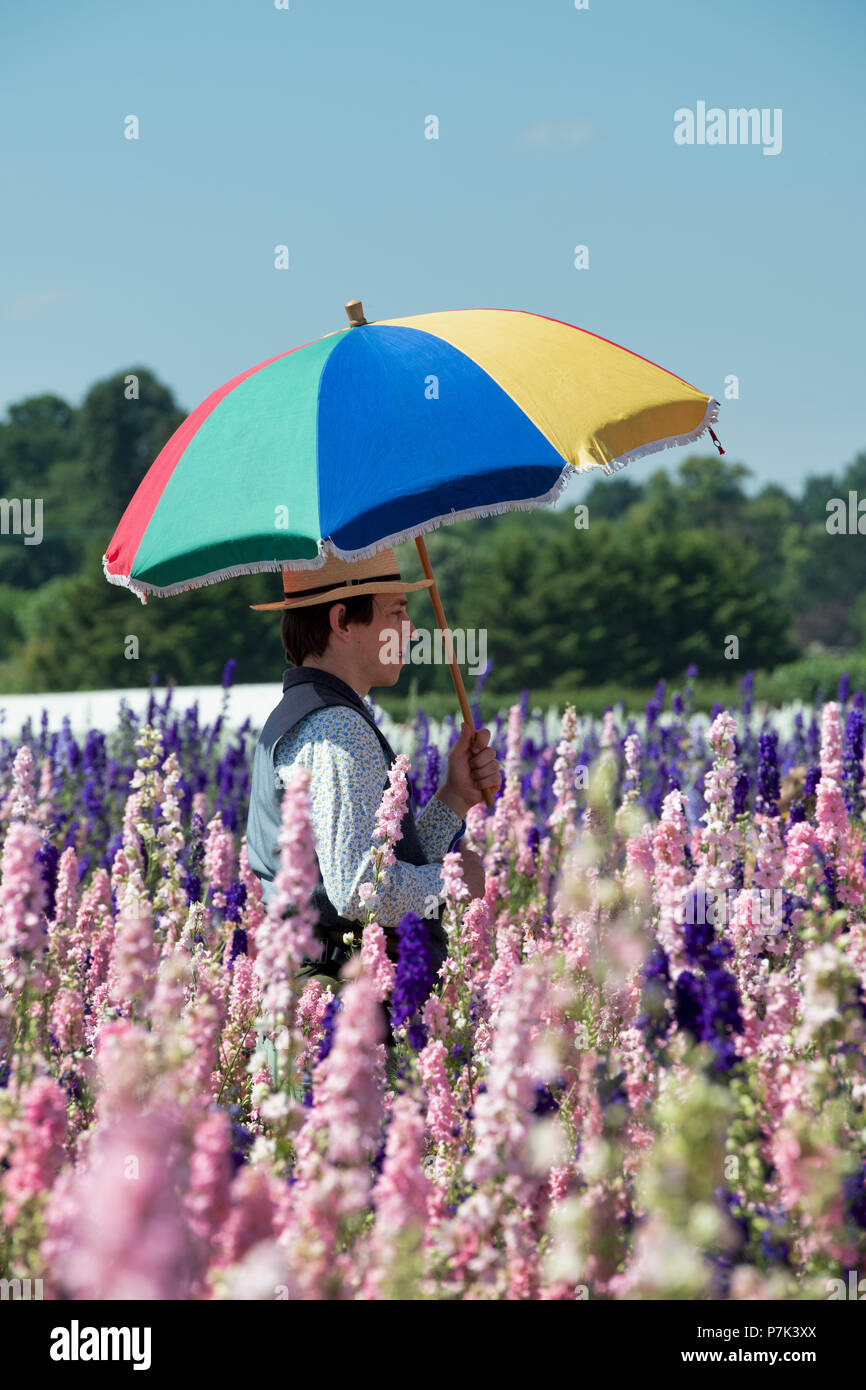 Man with a colourful umbrella amongst the Delphiniums grown in a field at the Real Flower Petal Confetti company flower fields in Wick, Pershore, UK Stock Photo