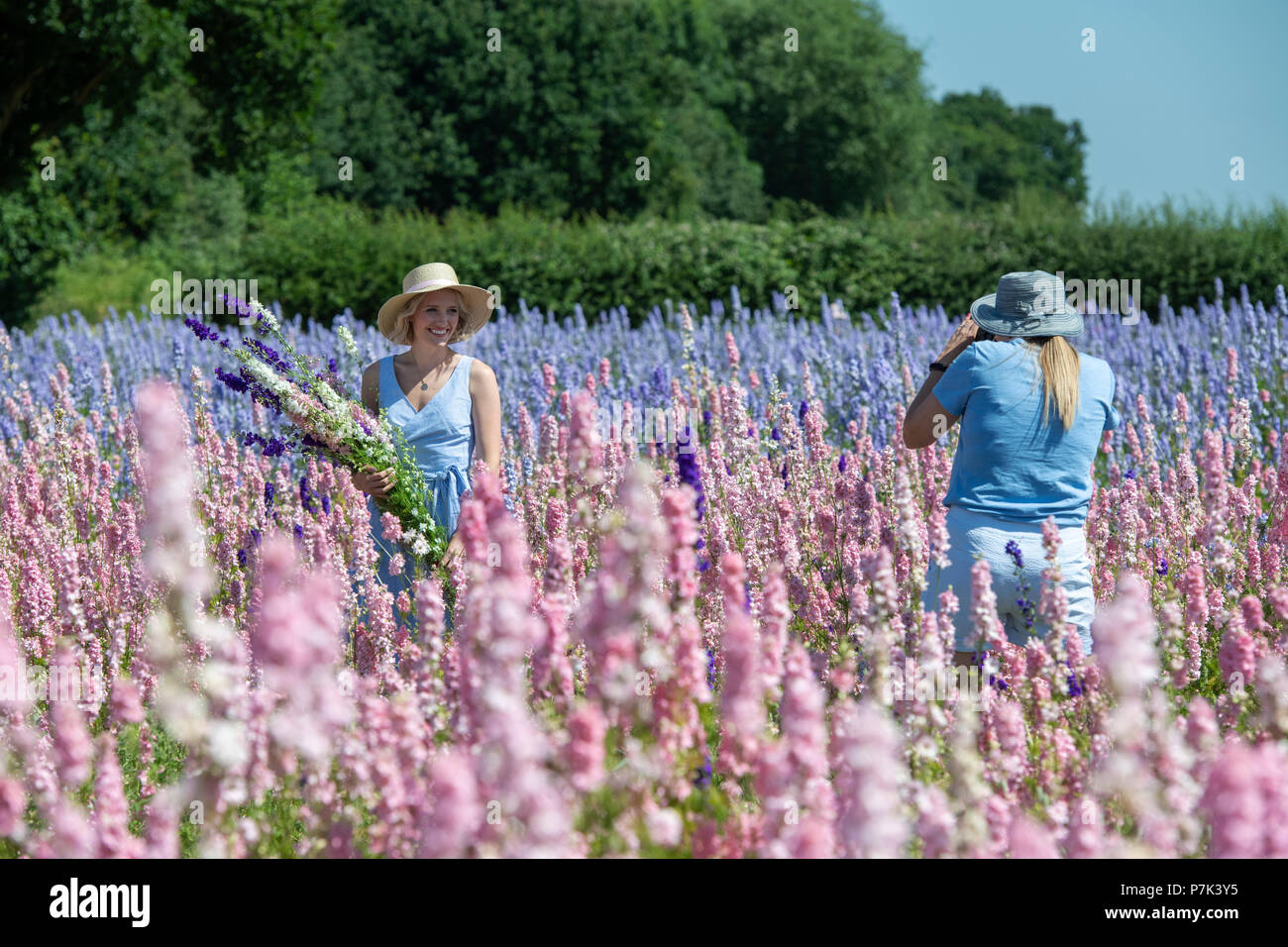Photographer and model with Delphiniums grown in a field at the Real Flower Petal Confetti company flower fields in Wick, Pershore, UK Stock Photo