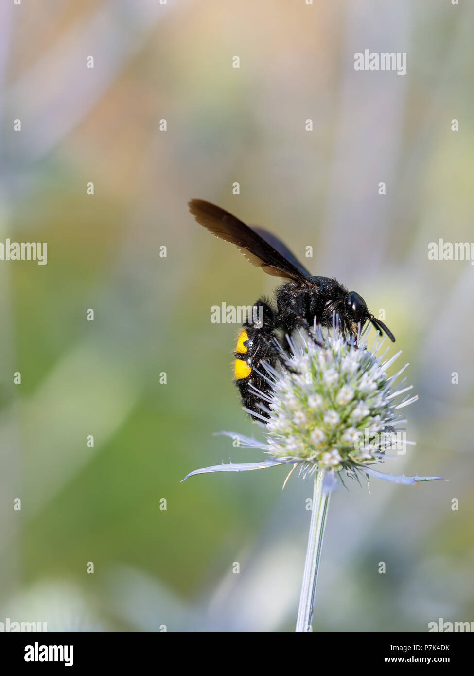 Mammoth wasp Megascolia maculata, on Eryngium plant Stock Photo Alamy