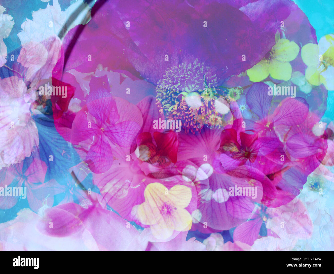 Photomontage of various flowers, Stock Photo