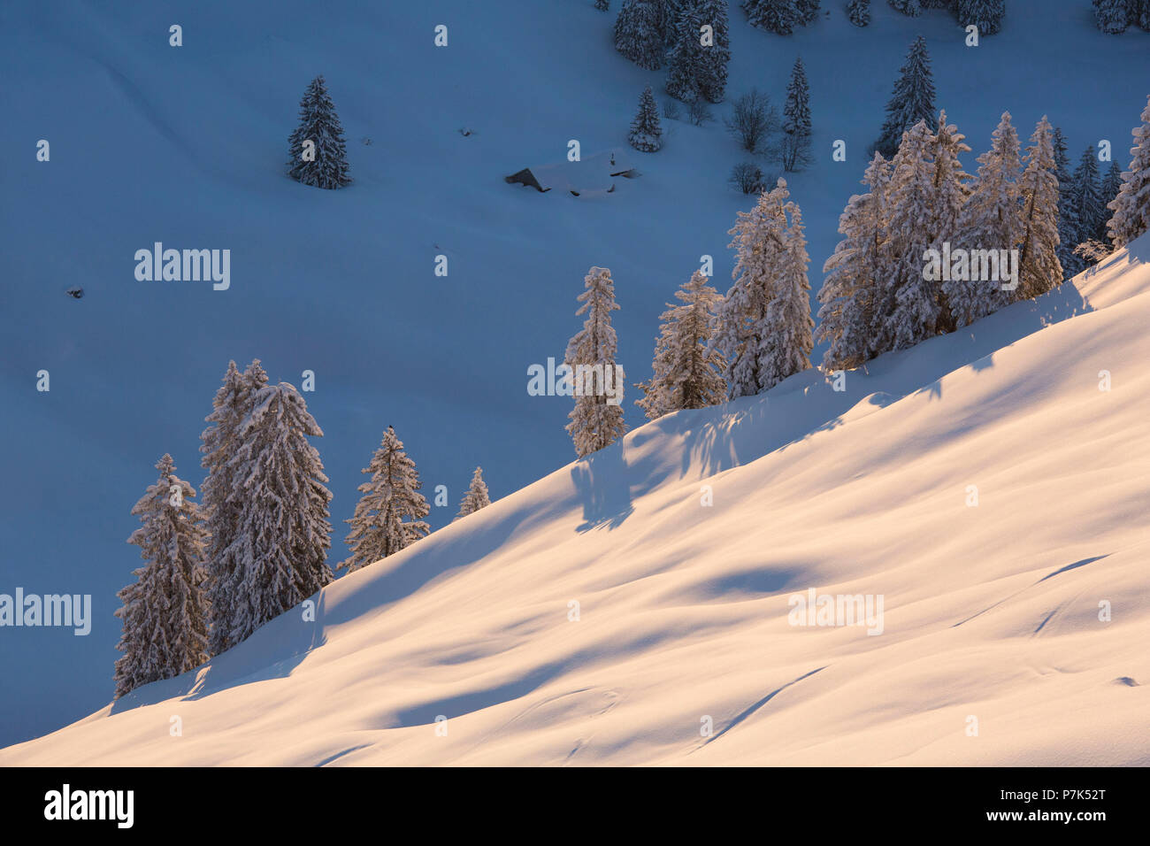 Winter forest at Schönberg, close Lenggries, Bavarian Prealps, Upper Bavaria, Bavaria, Germany Stock Photo