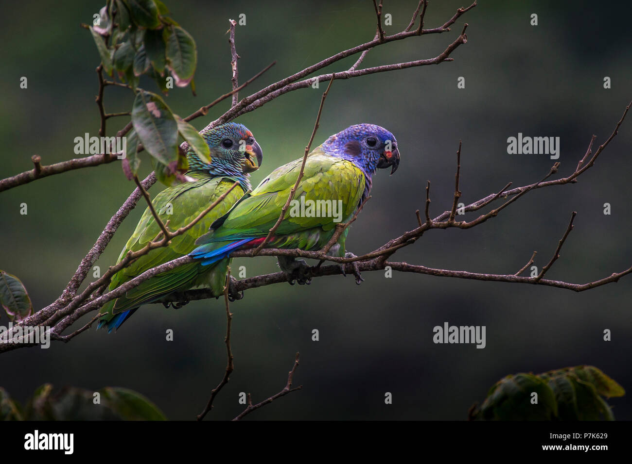 A Pair of Blue headed Parrots in the Rain Forest of Panama Stock Photo