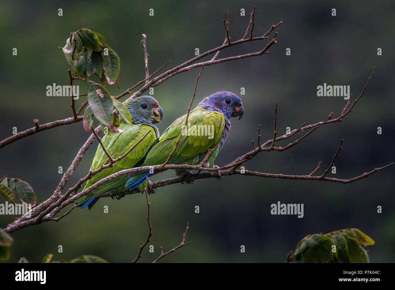 A Pair of Blue headed Parrots in the Rain Forest of Panama Stock Photo