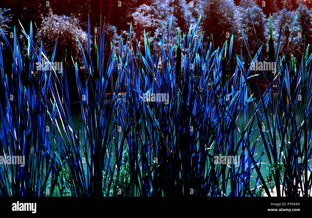 Purple grasses hi-res stock photography and images - Alamy