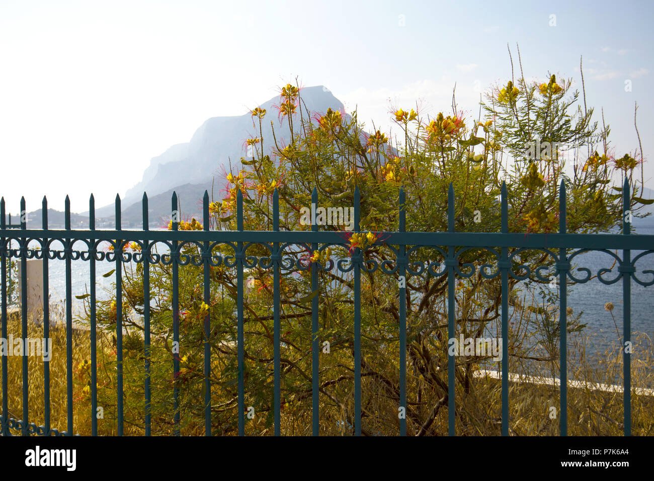 Yellow bird of Paradise, Caesalpinia gilliesii, near the sea, Masouri, Kalymnos, Greece Stock Photo