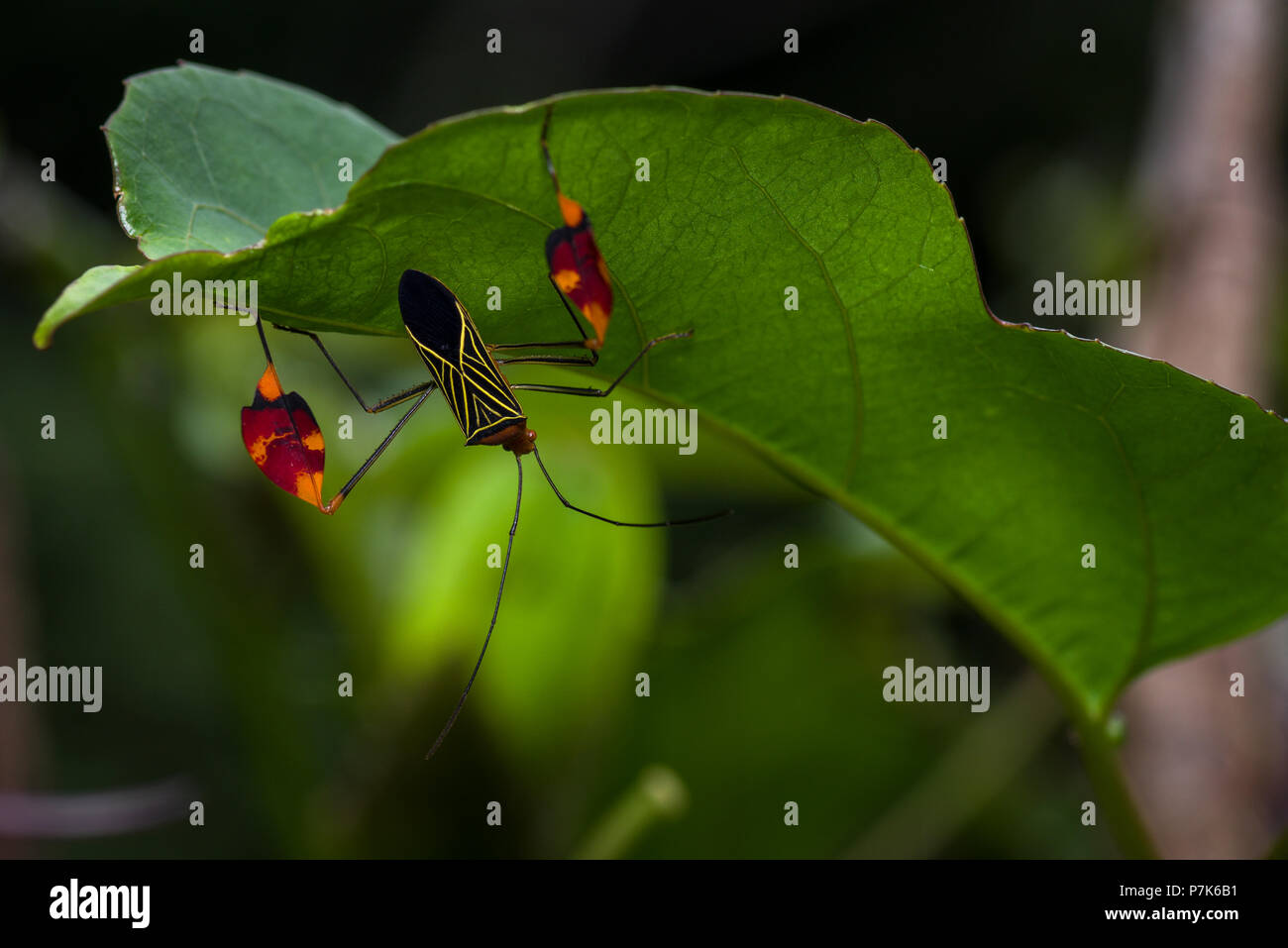Rare looking mimicry insects in the cloud forest of Panama Stock Photo