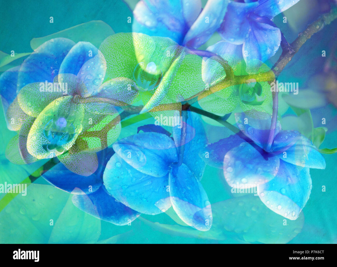 composing with blue flowers Stock Photo