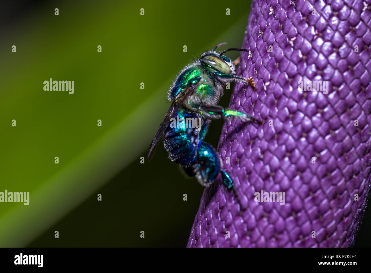 Euglossini bee also called orchid bees on a purple flower Stock Photo