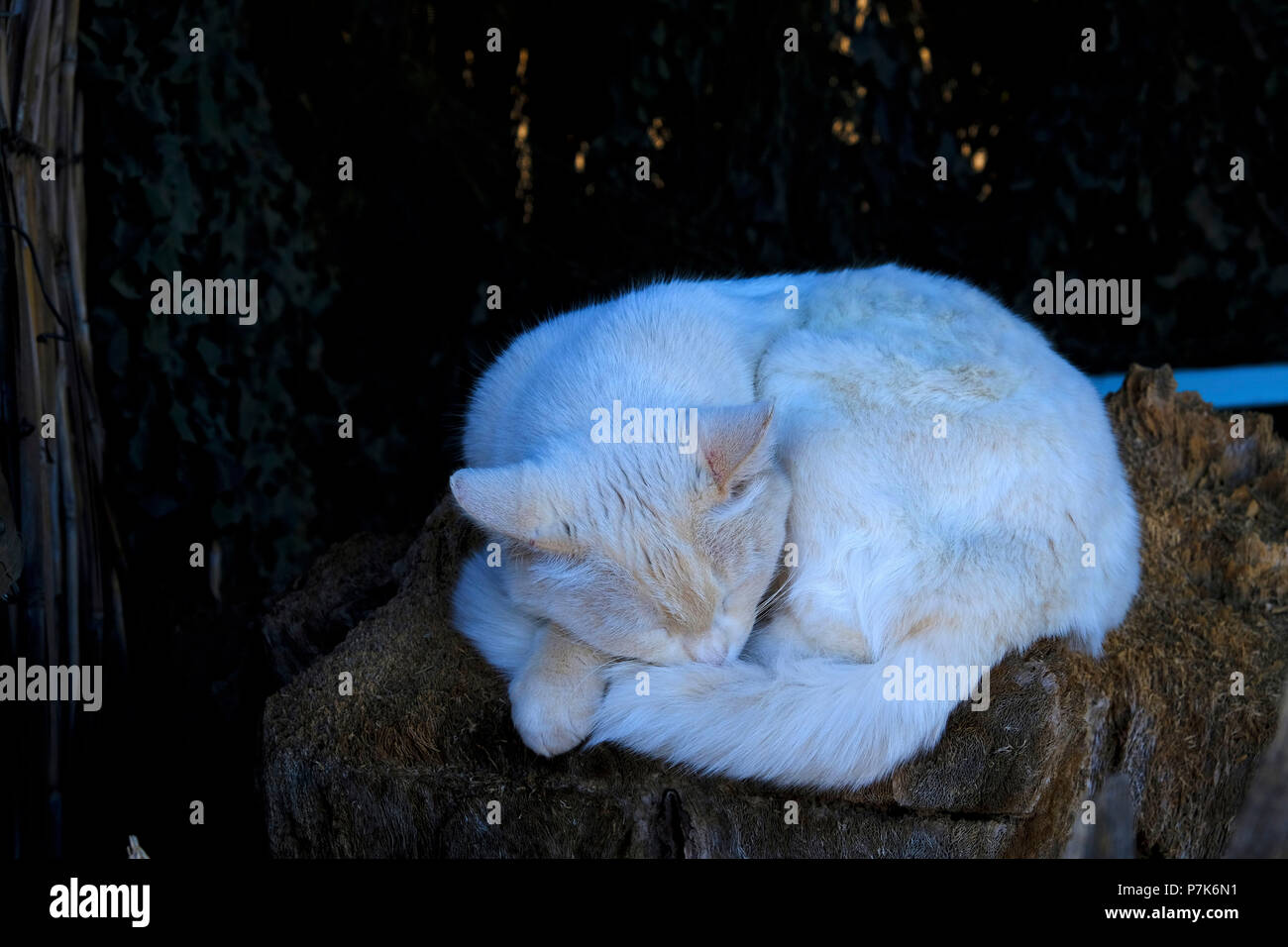 sleeping, white cat on a campsite close Keetmanshoop in Namibia Stock Photo