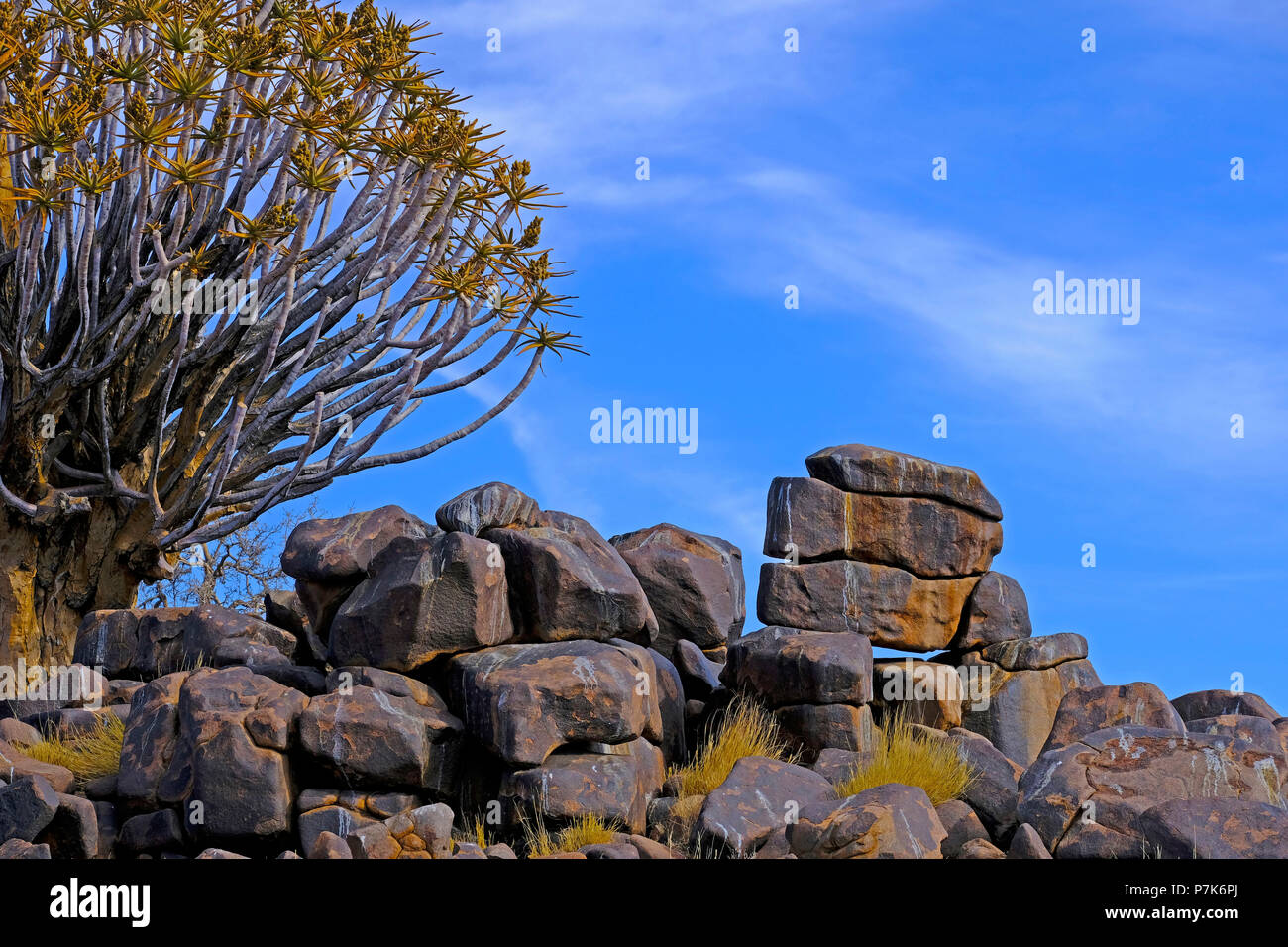 Quiver tree in rock landscape with towered rocky square stones in the southern Kalahari in Namibia Stock Photo