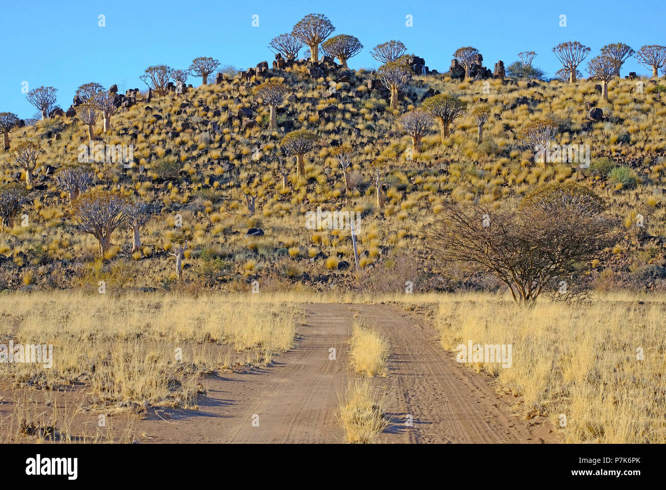 Rocky forest landscape hi-res stock photography and images - Alamy