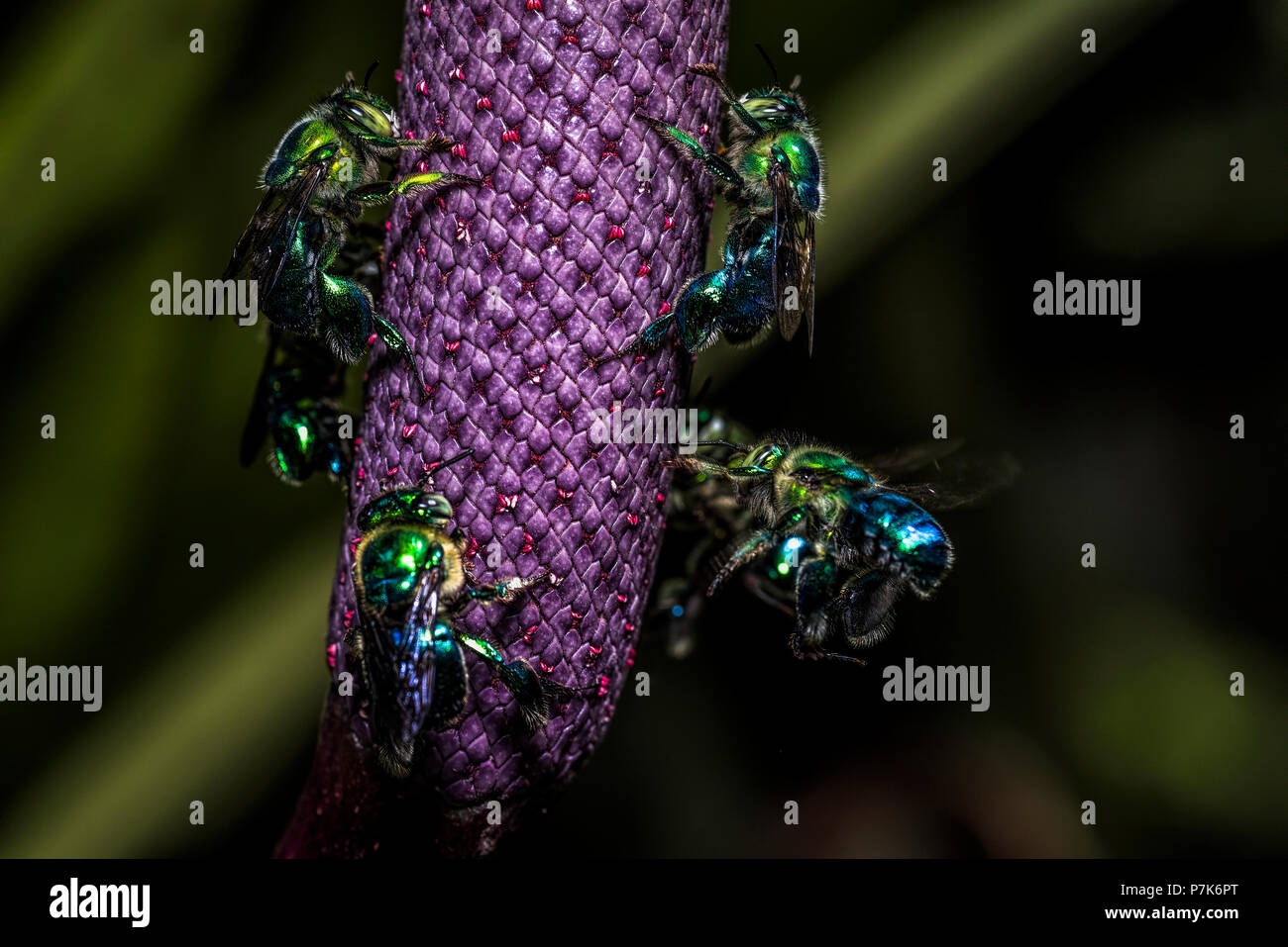 Euglossini bee also called orchid bees on a purple flower Stock Photo