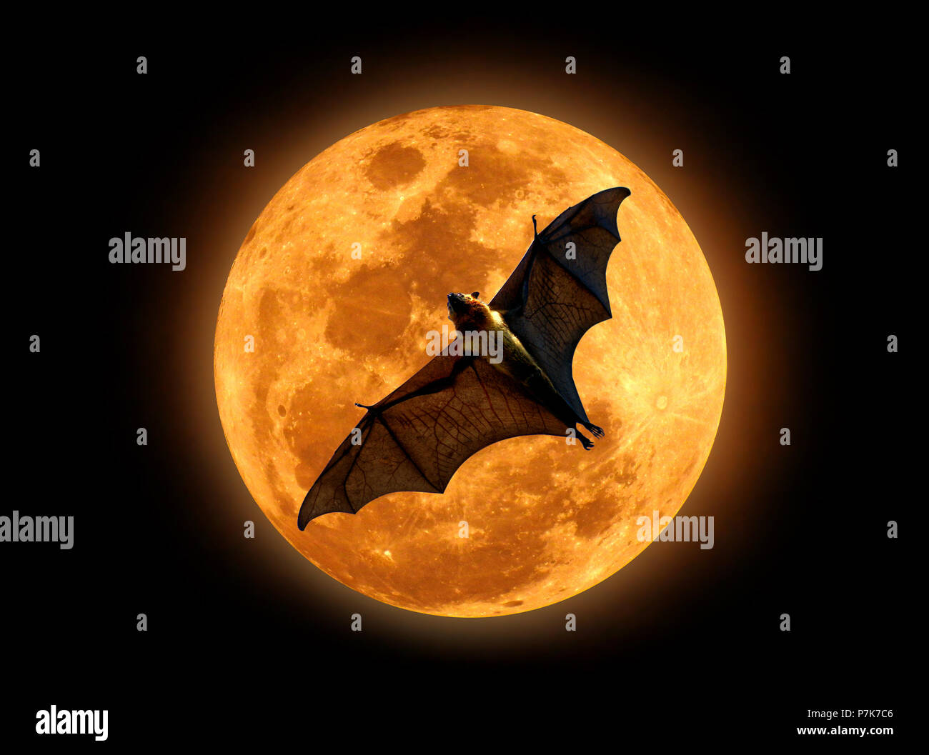Flying fox on the full moon in the dark night Stock Photo Alamy