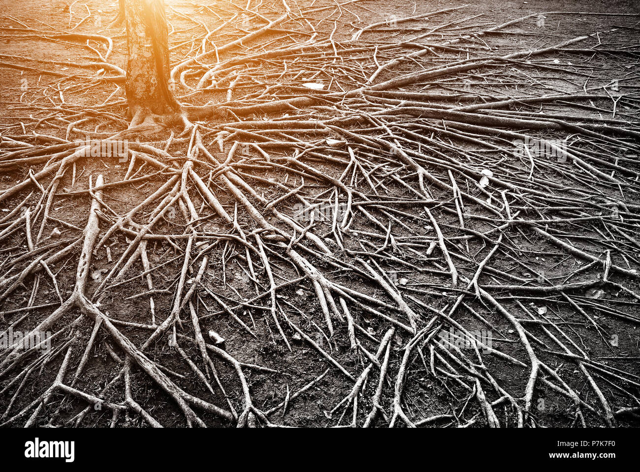 Magnified Roots The roots of a large tree that grows bigger. The concept of growth ...