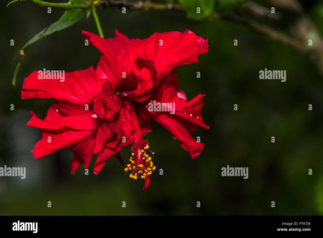 Red Hibiscus flower in the garden Stock Photo